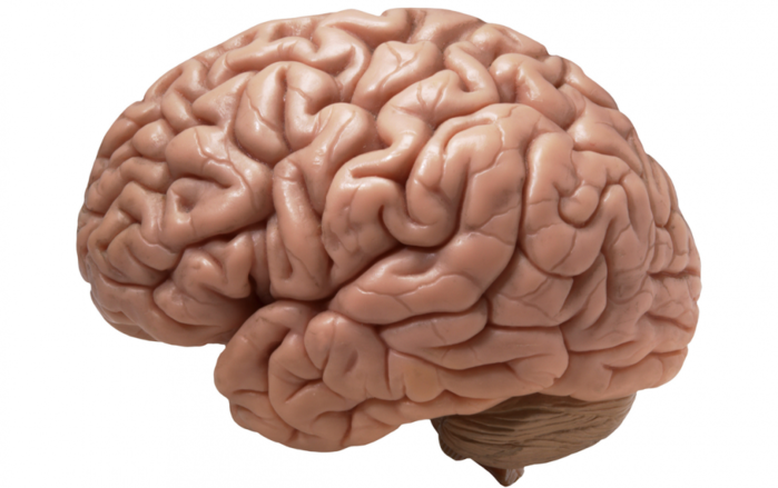 brain-990x622  мозг (700x439, 339Kb)