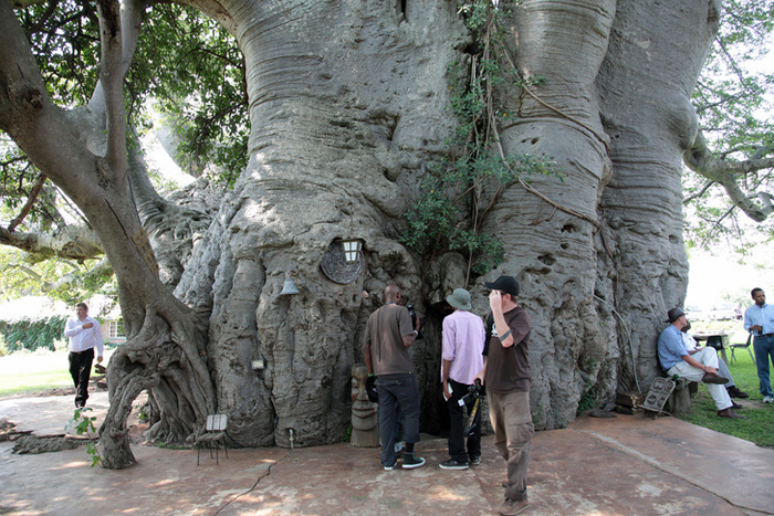 Big Baobab Pub 1 (700x467, 487Kb)