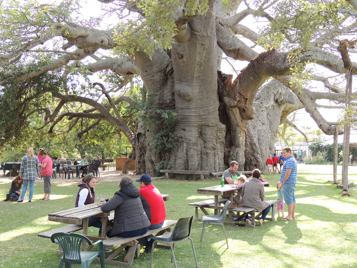 Big Baobab Pub 3 (700x525, 620Kb)