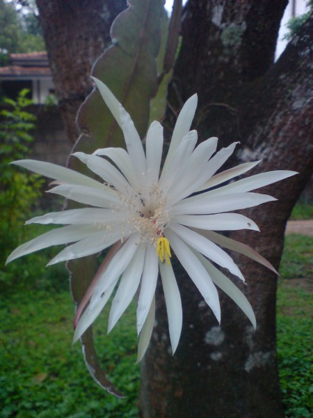 fullsize-6 (450x600, 232Kb)