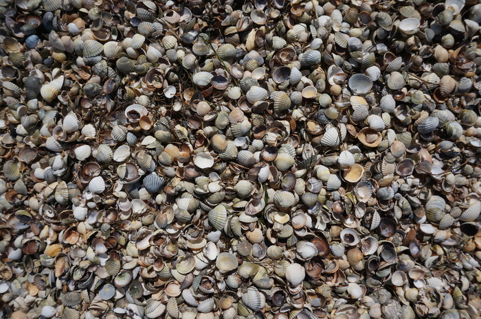 DSC07297 (700x465, 240Kb)