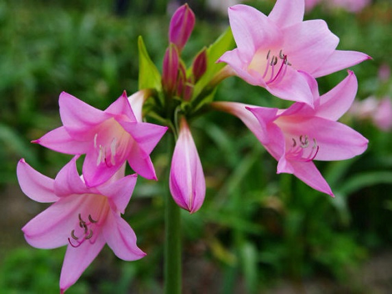 lilija60_small (572x429, 224Kb)