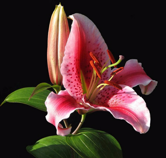 lilija19_small (572x546, 193Kb)