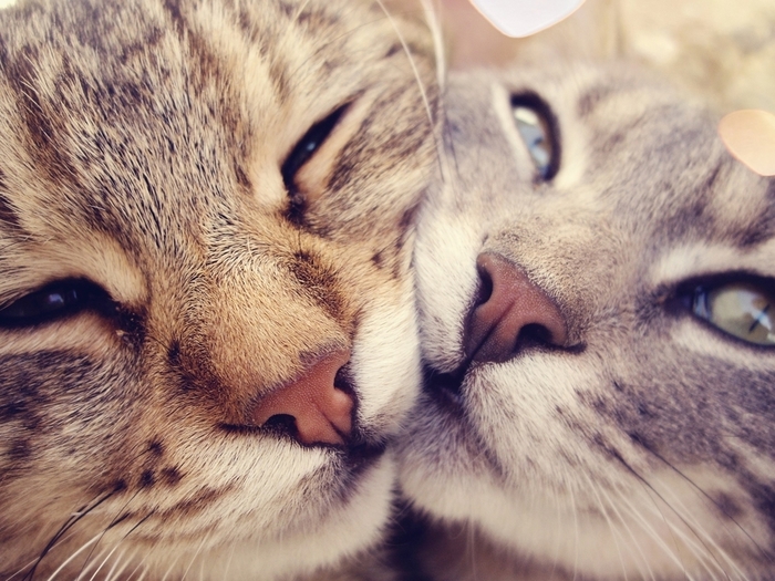 closeup-cats-animals-photography-kittens-1600x1200 (700x525, 298Kb)