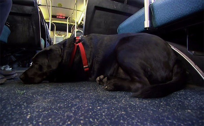 Умная собака пассажир в Сиэтле ездить сама на общественном транспорте