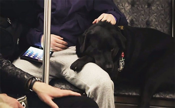 Умная собака пассажир в Сиэтле ездить сама на общественном транспорте