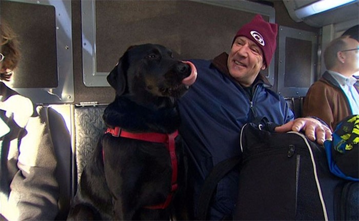 Собака-пассажир в Сиэтле ездит сама на автобусе