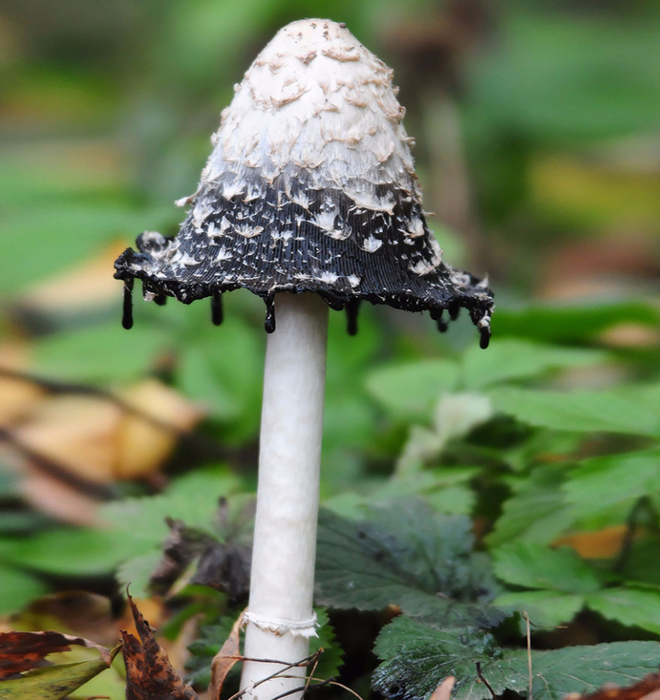 mushrooms-foto_17 (660x700, 433Kb)