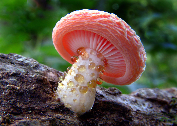 mushrooms-foto_4 (700x499, 477Kb)