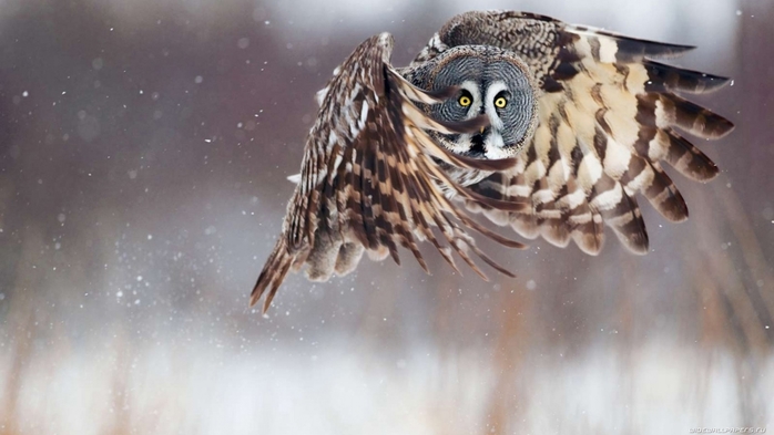 3509984_birdwallpaper1600x900123 (700x393, 165Kb)
