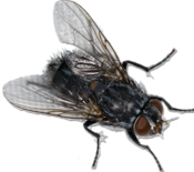 fly_PNG3950 (175x155, 35Kb)