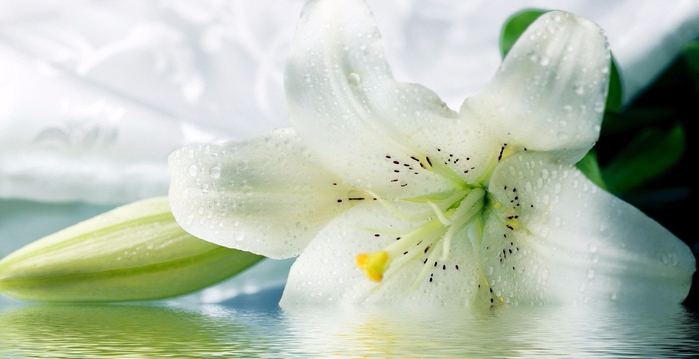 liliya (700x359, 208Kb)