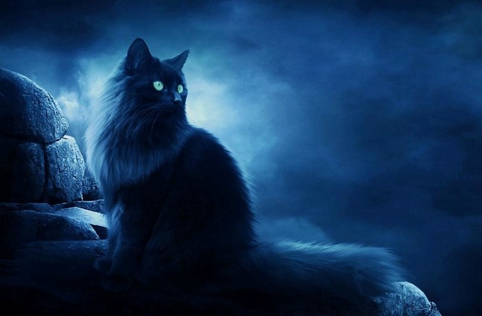 Может ли кошка видеть в темноте на самом деле?