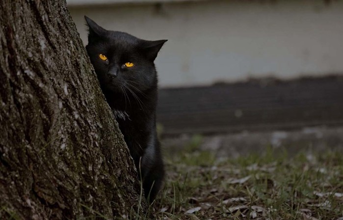 Может ли кошка видеть в темноте на самом деле?