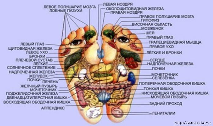 Ступня и органы человека схема