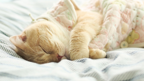 cat_british_cat_sleeping_white_100377_602x339 (602x339, 75Kb)