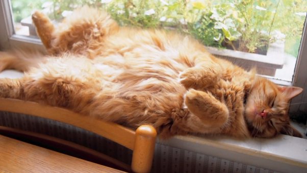 cat_furry_lying_thick_89302_602x339 (602x339, 208Kb)