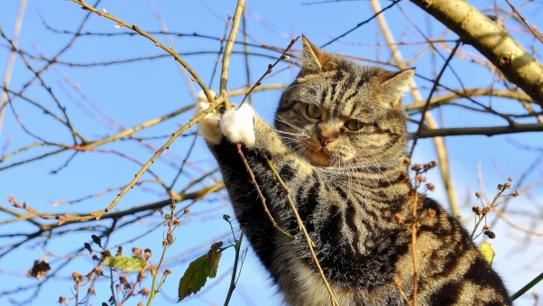 cat_tree_sitting_branch_111803_602x339 (602x339, 284Kb)