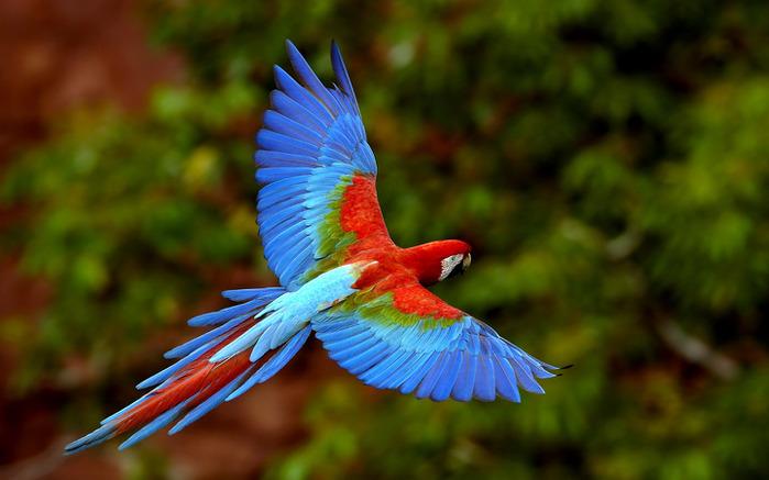 Почему у самцов птиц окраска ярче, чем у самок?