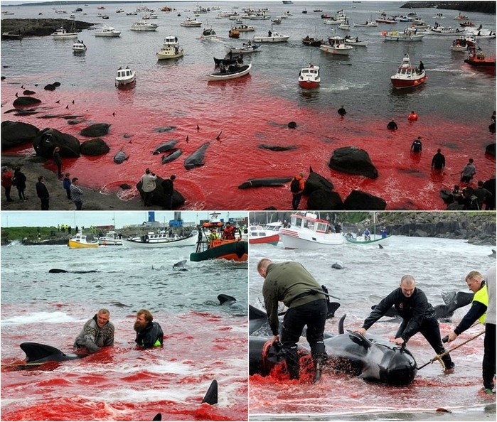 Ежегодное убийство дельфинов-гринд возле Фарерских островов