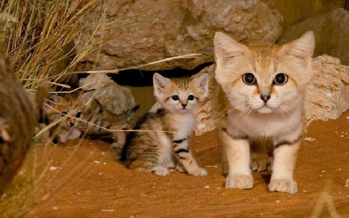 20 редких диких кошек, о которых мало кто знает