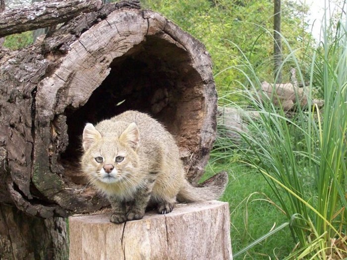 20 редких диких кошек, о которых мало кто знает