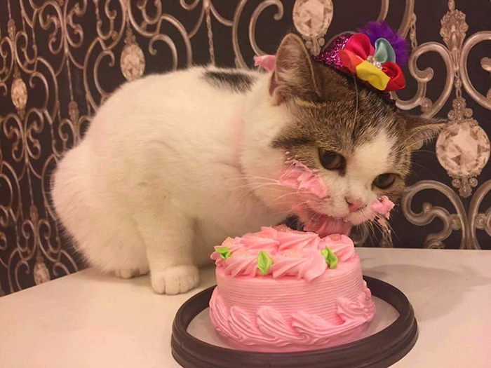 cat-eats-cake-1-1 (700x525, 315Kb)