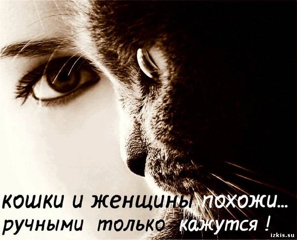 Статус в картинках с кошкой Статус в картинках с кошкой