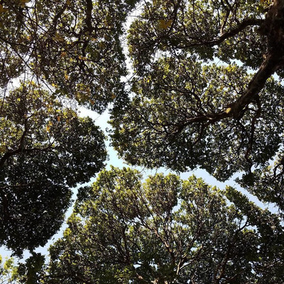 s64263615 (400x400, 115Kb)