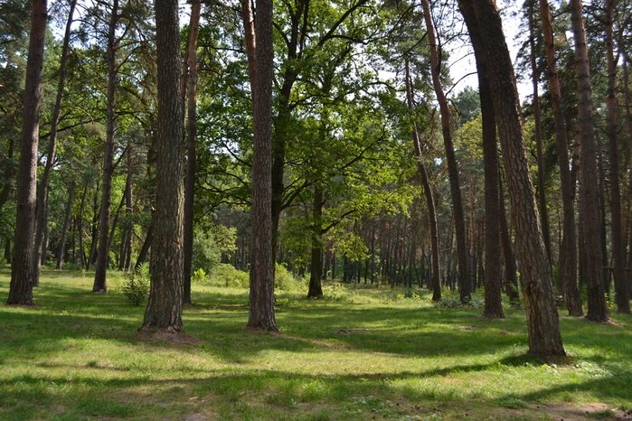 DSC_0613 (700x466, 299Kb)
