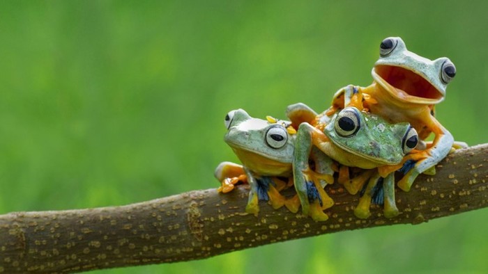 Какая разница между лягушками и жабами? Чем они отличаются
