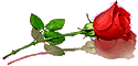гориз. 4 мал. красных розы с отражением (125x60, 2Kb)