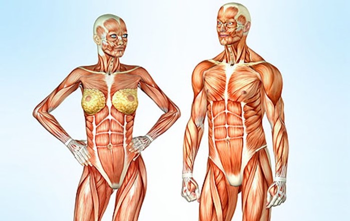 Скільки м’язів у людини та інші найцікавіші факти про м’язи