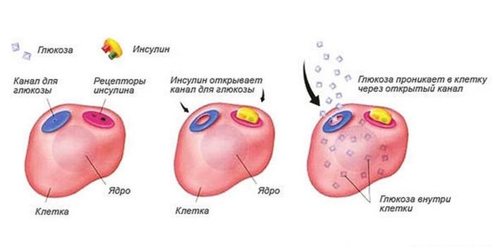 В чем польза голодания с научно медицинской точки зрения?