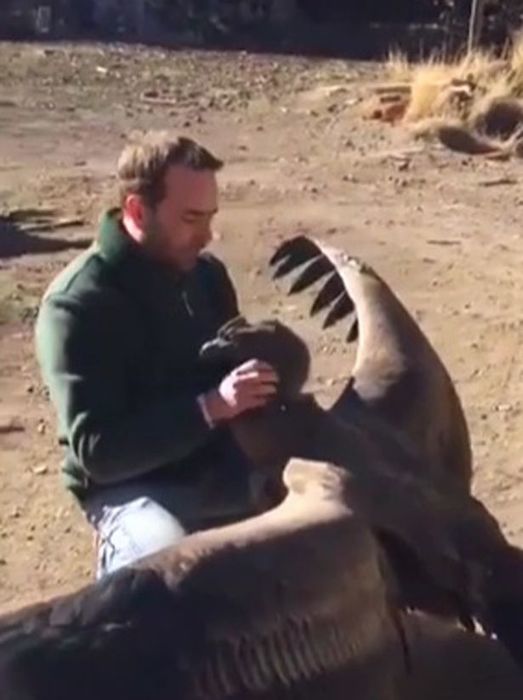 Amazing-moment-Condor-comes-back-to-say-thanks-to-man-who-save-bird-YEARS-AGO (1) (523x700, 40Kb)