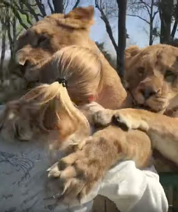 Lions-amazing-reaction-after-seeing-woman-who-reared-them-for-first-time-in-seven-years (2) (586x700, 51Kb)