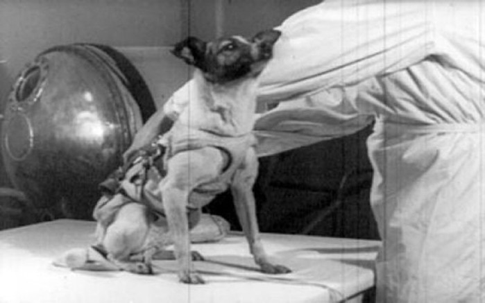 Что стало с Лайкой — первой собакой в космосе
