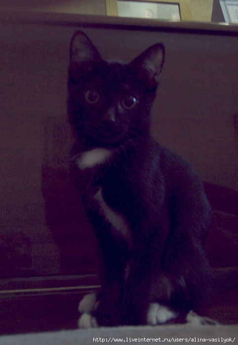 PICT0013 (482x700, 152Kb)