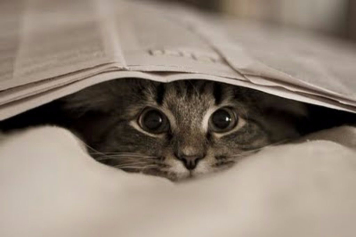 bichinhos-cat-cute-cuttie-Favim.com-1781375 (700x465, 150Kb)