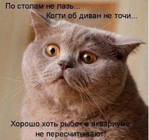 00shutkiprokotov (500x470, 28Kb)