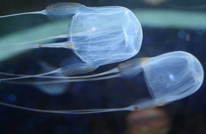 Как живет и размножается морская медуза