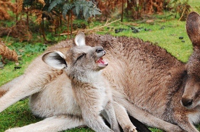 Самые удивительные секреты «обычных» кенгуру