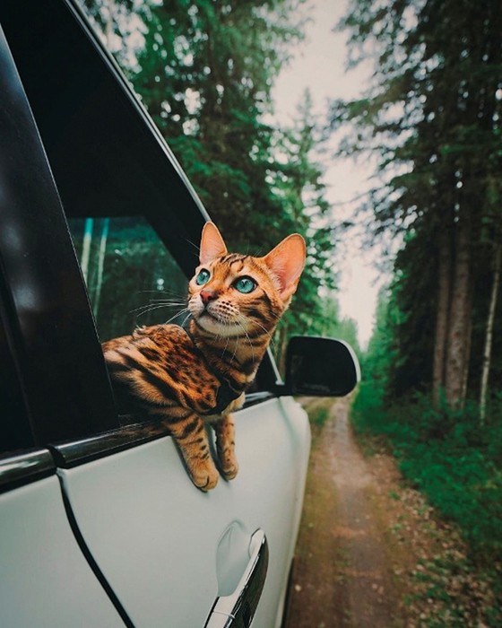 Бесстрашная бенгальская кошка, которая путешествует по всему миру!