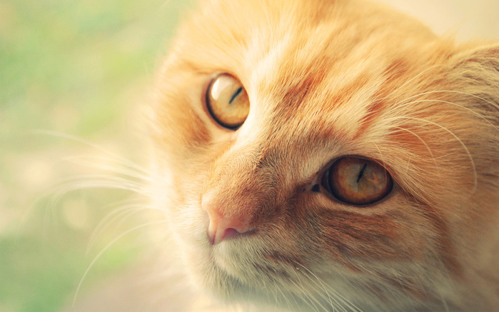 Animals___Cats_Muzzle_red_cat_088289_ (700x437, 113Kb)