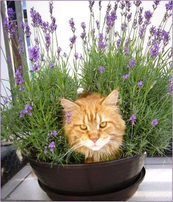How_to_Grow_Cats10 (564x656, 131Kb)