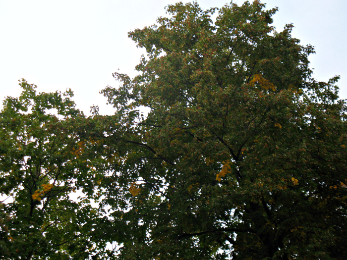111 069 (700x525, 589Kb)