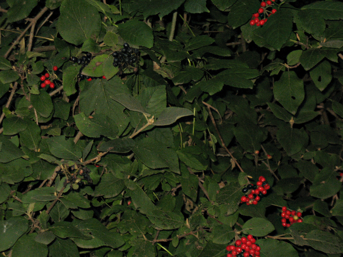 111 073 (700x525, 554Kb)