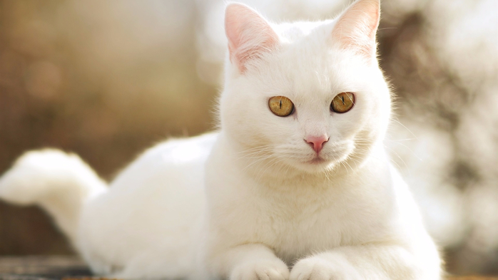 Cute-white-cat-front-view_1920x1080 (700x393, 200Kb)