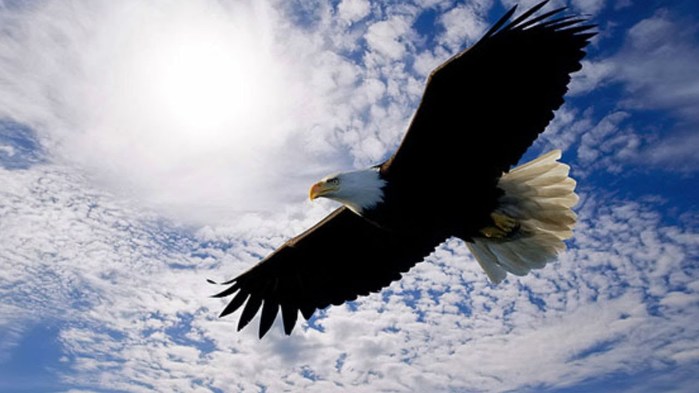 eagles (700x393, 54Kb)