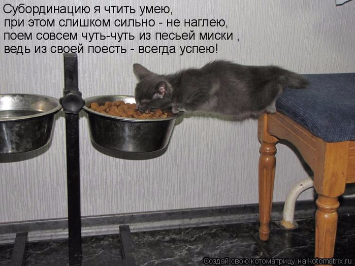 kotomatritsa_5 (1) (700x524, 295Kb)